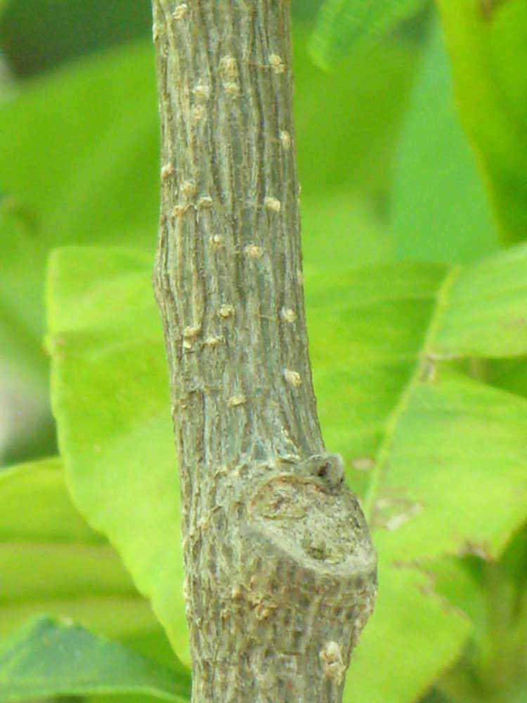            Second - third year twig (Winter Haven, FL)   